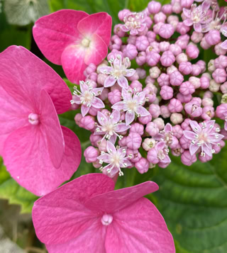 Hydrangea