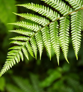 Fern