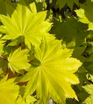 Maple leaf