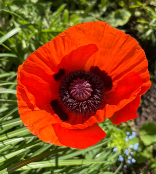 Red poppy