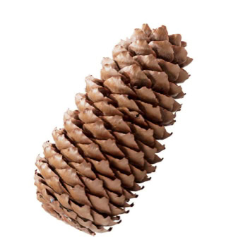 Pine cone