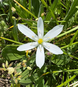 Garden star-of-Bethlehem