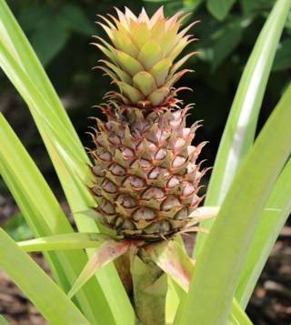 Pineapple